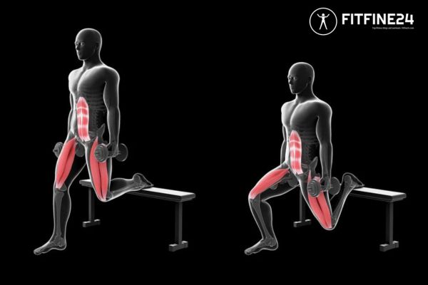 Split Squats: Get Strengthened and Feel Great | FitFine24