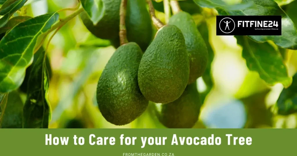 See the best avocado in 2024, a superfood for a lifestyle.